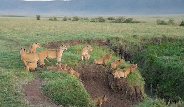 Tanzania Wildlife Safari & Zanzibar