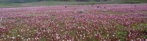 Kitulo National Park