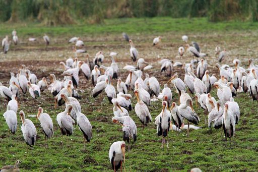 Lake Manyara National Park