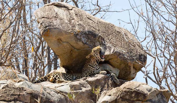 7 Days / 6 Nights Mikumi, Udzungwa & Ruaha Safari