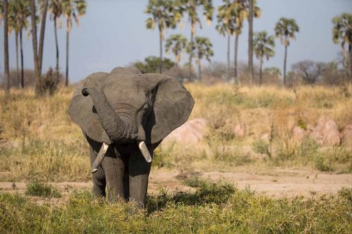 8 Days / 7 Nights Mikumi, Udzungwa & Ruaha Safari