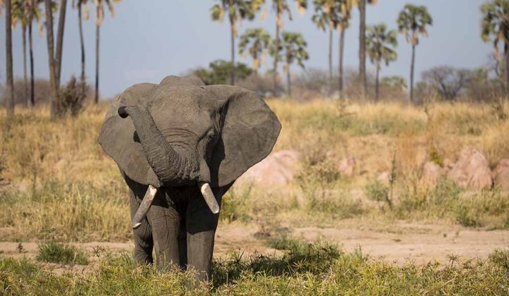 8 Days / 7 Nights Mikumi, Udzungwa & Ruaha Safari