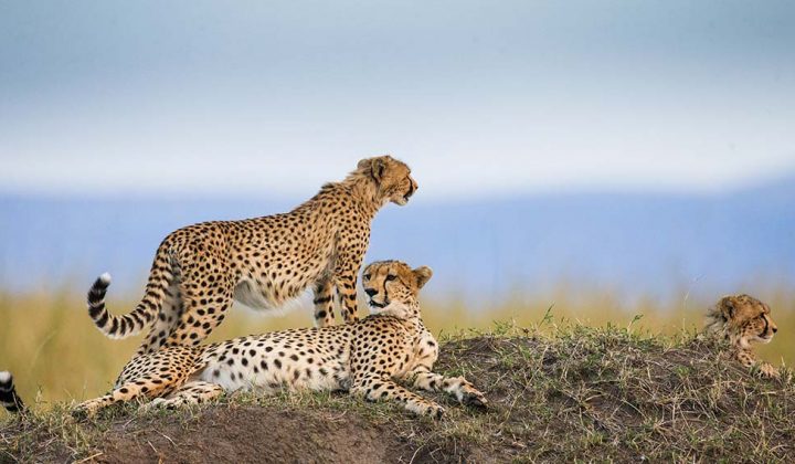 6 Days Masai Mara, Lake Victoria, Serengeti & Ngorongoro Safari