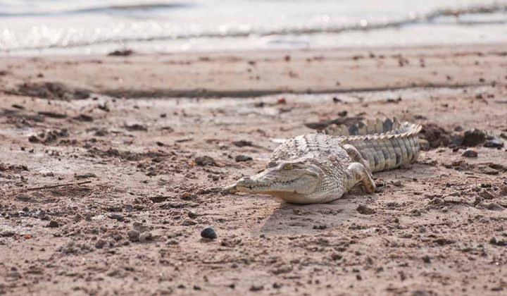 4 Days / 3 Nights Selous Game Reserve (by road)