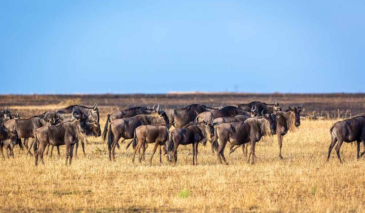 4 Days Safari Manyara / Ngorongoro / Serengeti