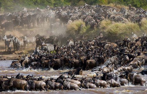 Wildebeest migration safari combined Masai Mara  Kenya – Serengeti Tanzania 8 days