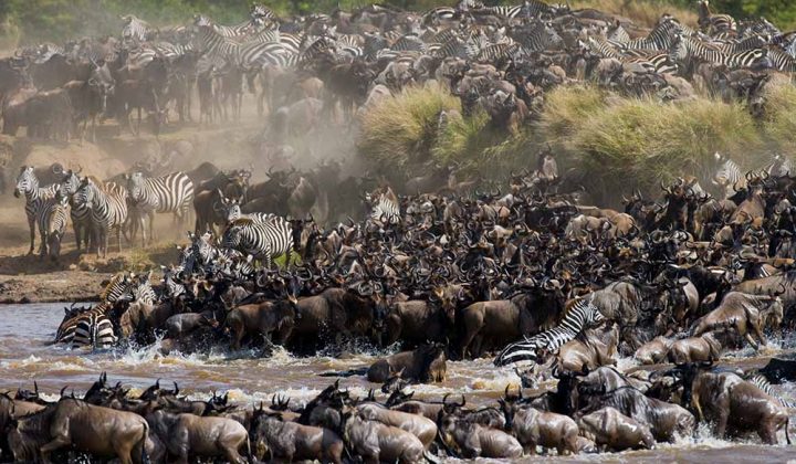 Wildebeest migration safari combined Masai Mara  Kenya – Serengeti Tanzania 8 days