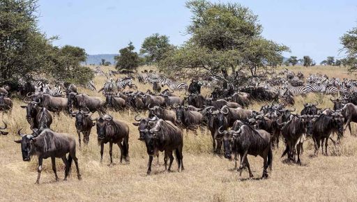 6 Days Wildebeest Migration Safari in Serengeti, Ngorongoro and Manyara