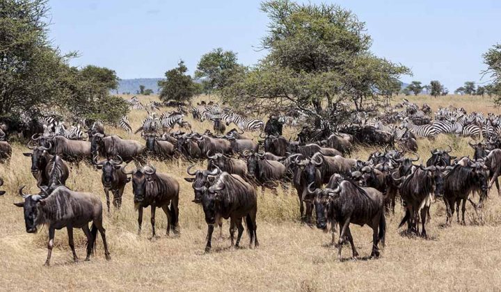 6 Days Wildebeest Migration Safari in Serengeti, Ngorongoro and Manyara