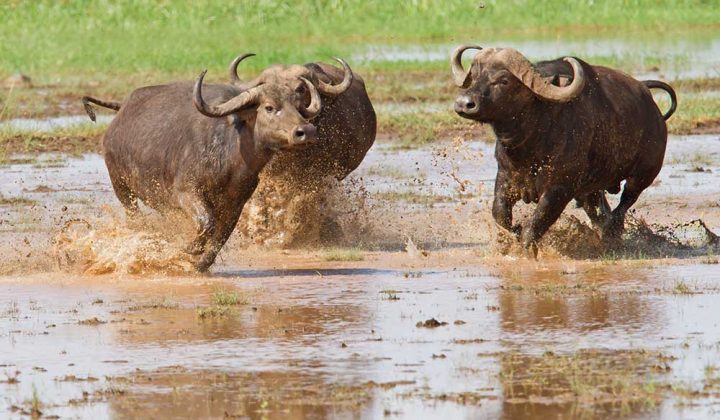 2 Days / 1 Night Lake Manyara National Park / Ngorongoro Crater
