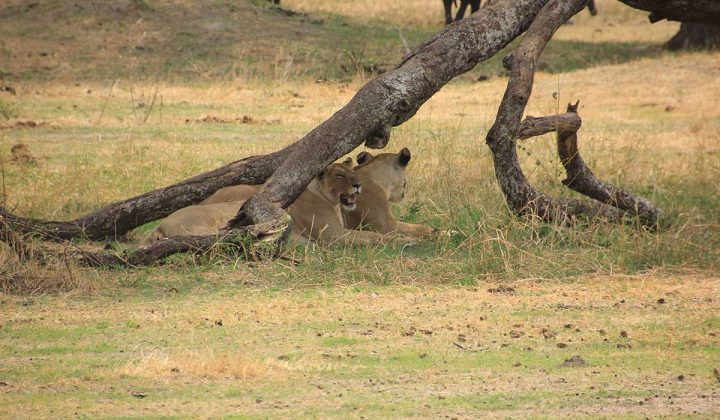 2 Days / 1 Night Ngorongoro Crater