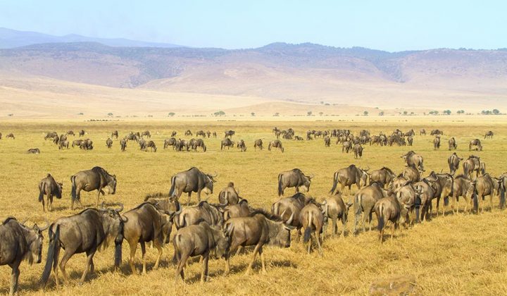 5 Days Scenic Tanzania safari with Wildebeest Migration Safari in Serengeti and Ngorongoro