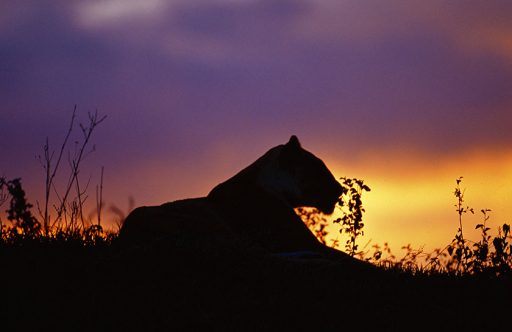 2 Days / 1 Night Mikumi National Park