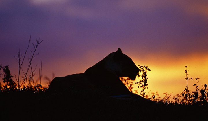 2 Days / 1 Night Mikumi National Park