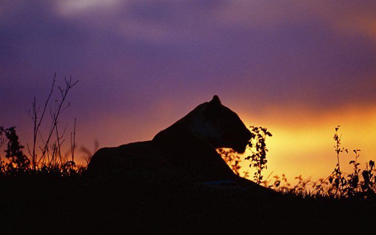 2 Days / 1 Night Mikumi National Park