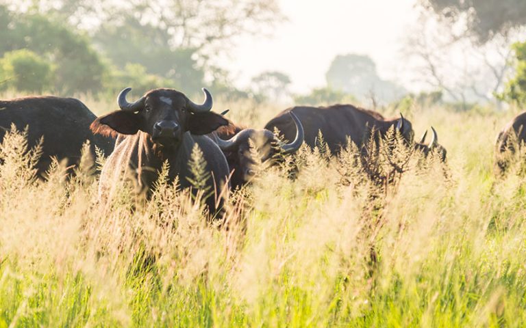 3 Day / 2 Nights Safari to Bagamoyo / Saadani National Park