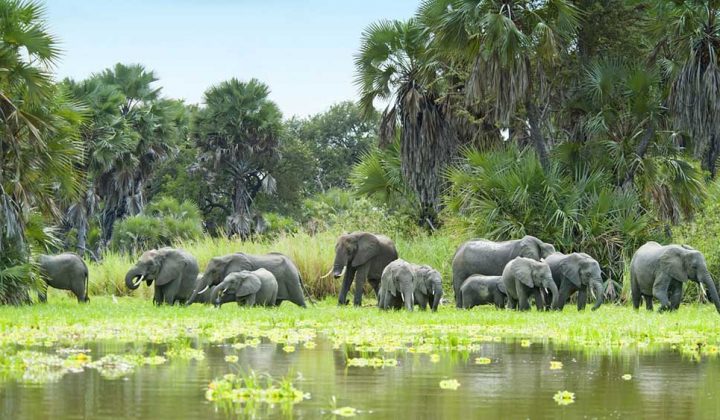 3 Days / 2 Nights Selous Game Reserve (By Road/Rail)