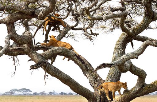 7 Days / 6 Nights Safari Lake Manyara / Serengeti / Ngorongoro / Tarangire / Arusha National Park