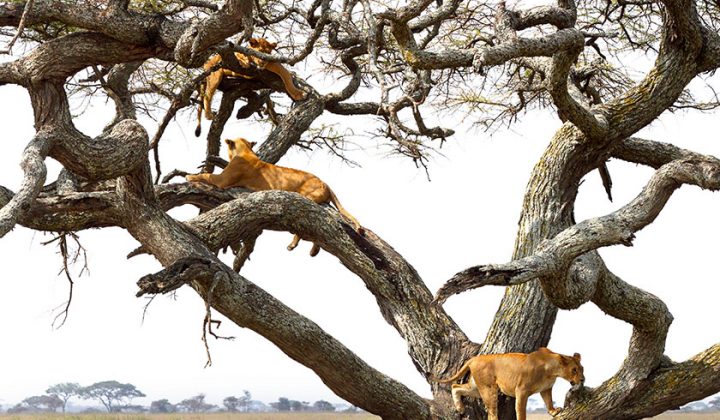 7 Days / 6 Nights Safari Lake Manyara / Serengeti / Ngorongoro / Tarangire / Arusha National Park