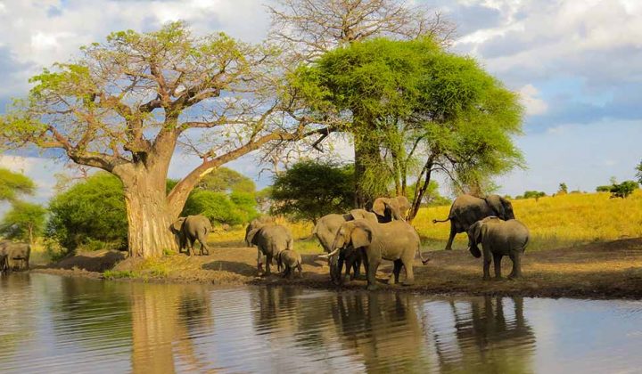 1 Day Safari to Tarangire National Park