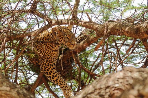 4 Days /3 Nights Safari Lake Manyara / Ngorongoro Crater / Tarangire