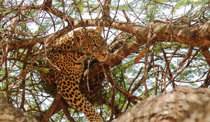 4 Days /3 Nights Safari Lake Manyara / Ngorongoro Crater / Tarangire